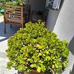 Araucaria Manis Tatil Evi