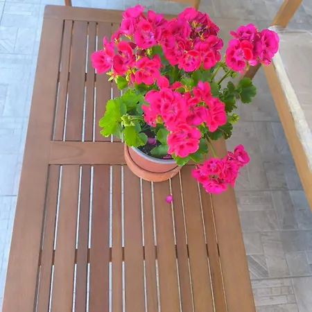 Araucaria Manis * Mesokhórion