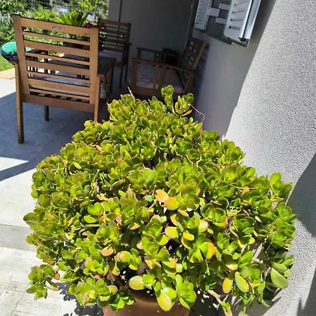 Araucaria Manis Σπίτι διακοπών