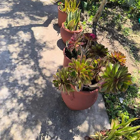 Σπίτι διακοπών Araucaria Manis *