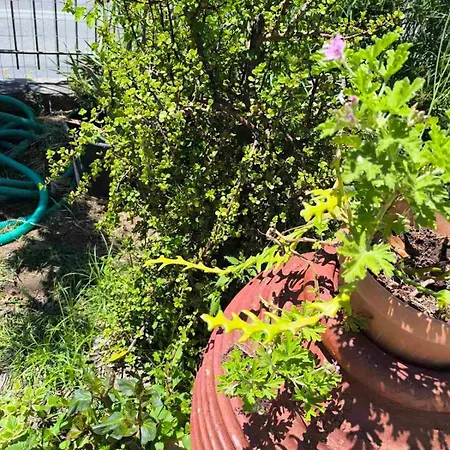 Σπίτι διακοπών Araucaria Manis *